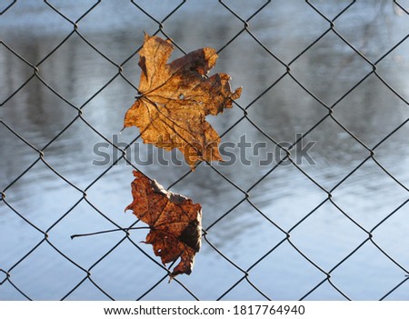 Two dry maple leaves on a mesh fence on a background of gray-blue water, sad nature picture