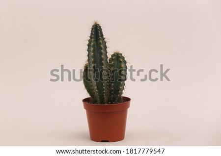 Cactus in a pot on a beige background