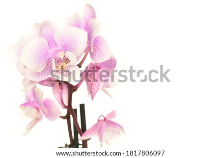 Mini orchid, close-up, isolated on white.