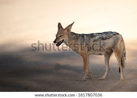 A  lonely Black-Backed Jackal is waiting for its turn to drink some water at one of the very view waterholes in the Kgalagadi one arid summer in South Africa.