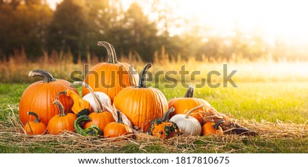 Autumn Scene With Pumpkins Gourds And Corn