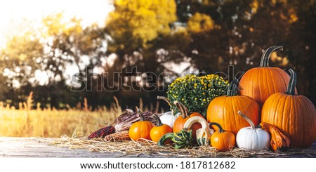 Fall Scene With Pumpkins Gourds Corn And Mums