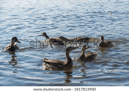 Wild ducks on a summer sunny day in the river.