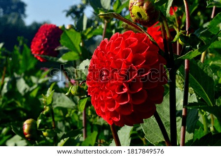 A beautiful red dahlia flower blooms in the garden