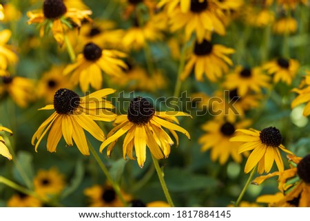 Multiple Black-eyed Susan yellow flowers 