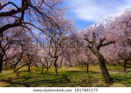 Cherry blossom and apricot blossom , landscape photography of  Spring, also known as springtime, is one of the four temperate seasons, succeeding winter and preceding summer