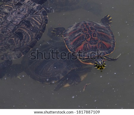 turtle in the water sticking its head out