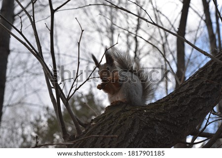 A squirrel is eating a nut.