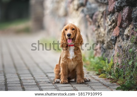 red english cocker spaniel puppy sitting outdoors by a wall Royalty-Free Stock Photo #1817910995