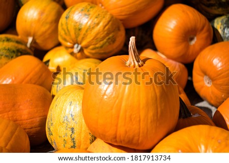 Orange and bright Halloween pumpkins on the Pumpkin's Day holiday (Dani ludaja) in Kikinda, Serbia