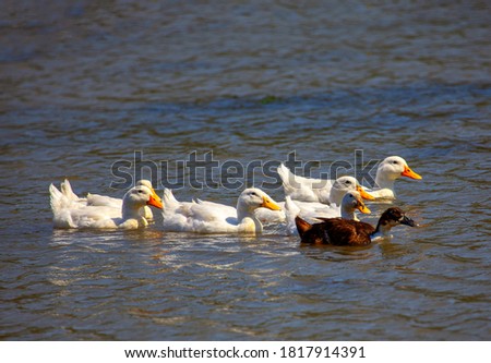 Flock of ducks on the river water