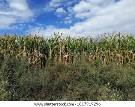 Corn field against blue sky with clouds