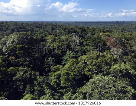 Photo of the horizon in the Amazon jungle located in Manaus, Brazil.