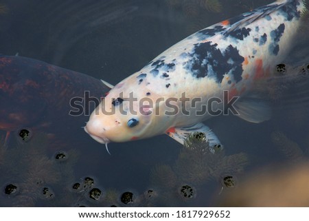 Colorful white, orange and black big fish in water
