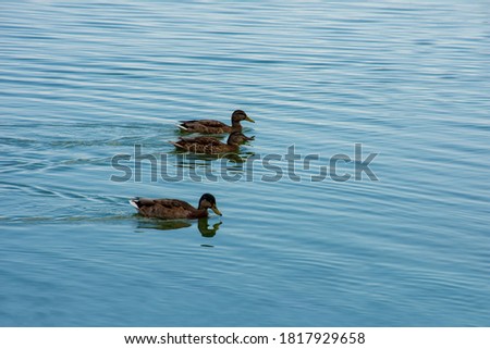 Beautiful colorful ducks swimming in the lake
