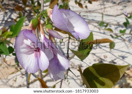 Centrosema pubescens, common name centro or butterfly pea, is a legume in the family Fabaceae, subfamily Faboideae. It is native to Central and South America.