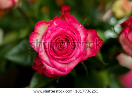 Pink and white blooming roses closeup in bouquet gifrt with love