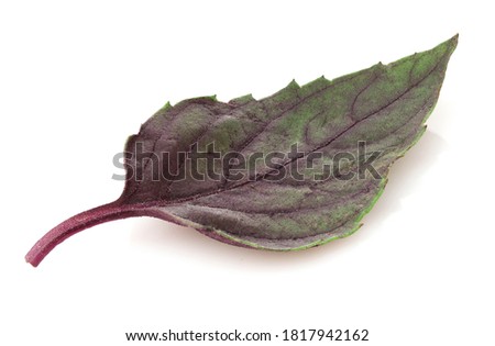 Close up of fresh dark purple basil herb leave isolated on white background.