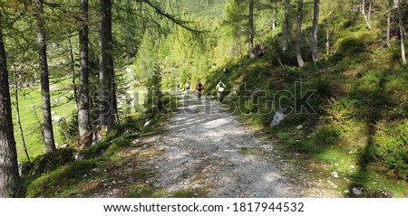Bicycle riders riding down a forest road the picture was taken from behind and from a distance