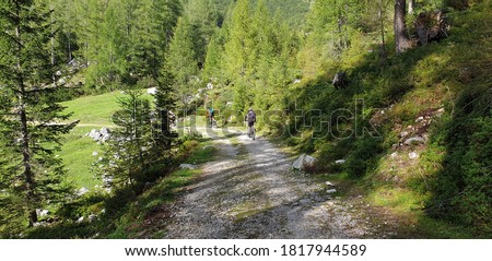 Bicycle riders riding down a forest road the picture was taken from behind and from a distance