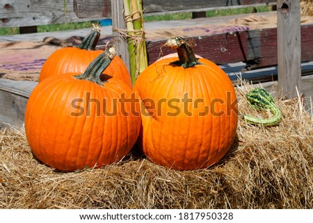 Beautiful freshly harvested Jack O lantern pumpkins on straw hay