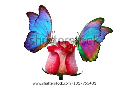 Morpho butterflies sitting on a rose isolated on white. red roses and a bright butterflies close up. rose bud in drops of water. decor for greeting card. copy spaces.