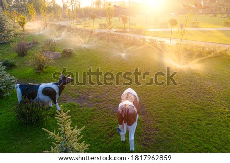 Automatic watering in the park at dawn