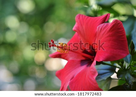 Red hibiscus flower on a green background. Wall mural, background, banner with beautiful large red flower. Colorful look, suitable for web and print