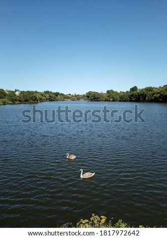 Young swan chicks swimming together on pond