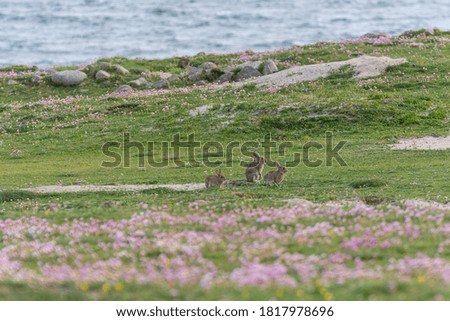 Three rabbits on a meadow with flowers in the foreground.