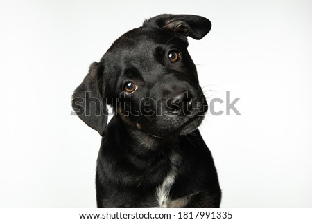 Cute black mixed breed puppy isolated on white background Royalty-Free Stock Photo #1817991335
