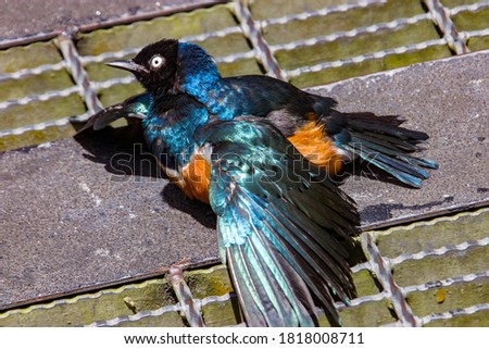 A Superb starling (Lamprotornis superbus) bask in the sun.
This species has a very large range and can commonly be found in East Africa.
It has a long and loud song consisting of trills and chatters