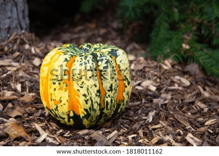 Colored pumpkin on autumn leaves