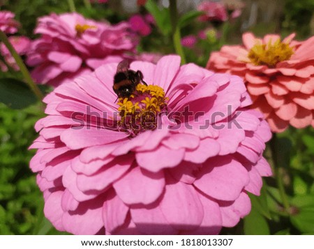 the bee flew to the flower zinnia