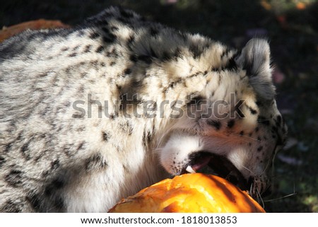 Snow leopard eating and playing with a pumpkin