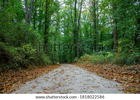 Pathway walking path in forest covered with green and yellow leaves in autumn