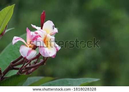 Plumeria or Frangipani flowers in the garden under light on the morning after raining for selective focus and blurred background.Home and garden decoration.The national flower of Laos.