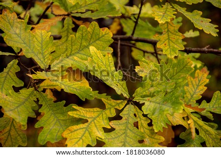 autumn oak leaves close up