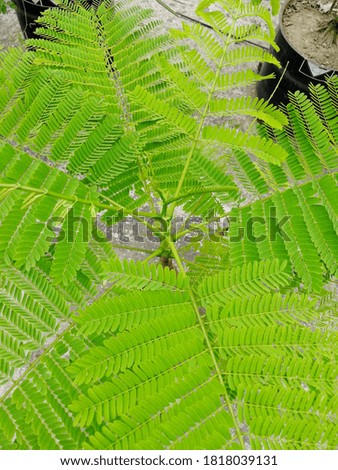 Green leaf is moving by air in sunny day with blurred edge and selective focus    