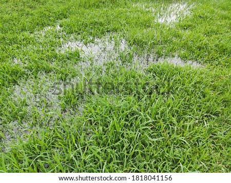 Waterlogging in the lawn after heavy rain. Green grass with waterlogged  texture background. Royalty-Free Stock Photo #1818041156