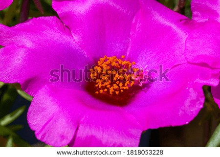 Close-up of the stamen of a single purslane flower