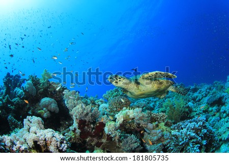 Hawksbill Turtle on coral reef