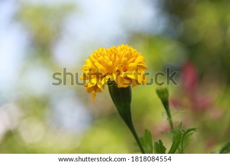 yellow flower, Marigold, Tagetes erecta L.