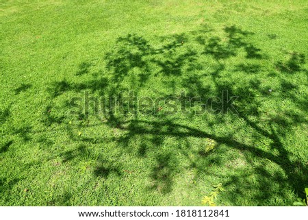 Shadow of tree on green grass in summer day. Nature background concept.