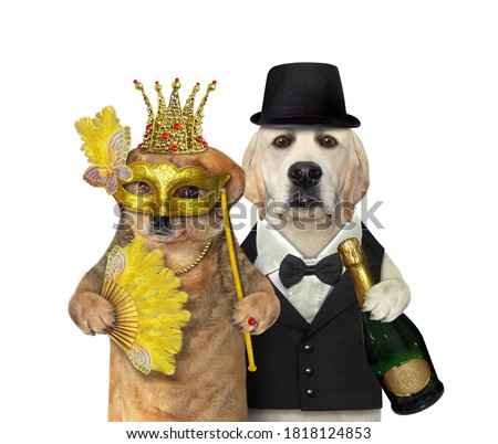 A couple of dogs in love are having fun. White background. Isolated.