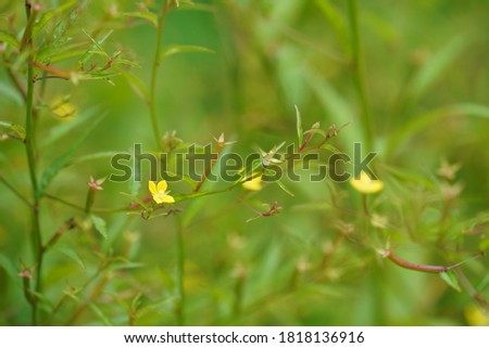 Ludwigia perennis or primrose-willow, water-purslane
