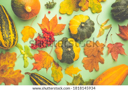 Autumn background: pumpkins and fallen leaves on bright colorful background. Top view and copy space. Halloween or Thanksgiving day
