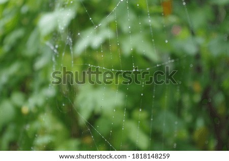 Spider web in the rain.