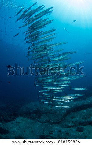 A portrait shot of Barracudas swimming in a vertical formation offered a great capture with a sunlit background taken in the Similan Islands, Thailand.