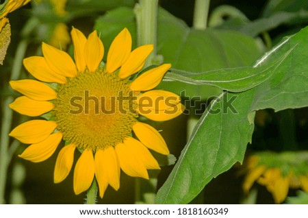 A picture of sunflower in full blossom.